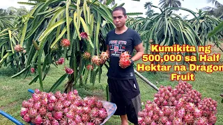 Farmer Expert, Kumikita ng 500K/month  sa Peak Season ng Dragon Fruit, Anu ang Diskarte?