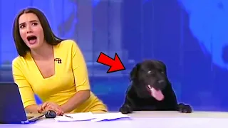 Animales Graciosos En Tv En Vivo