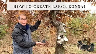 How To Create Large Bonsai
