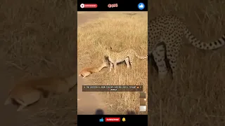 Animal 🦁🐆 Hunting Their Prey🔥Caught On Camera📸  #animals #lion #cheetah #shorts #viral #trending