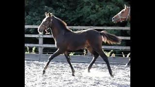 Rumba Colt for sale