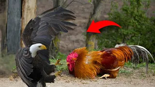 Roosters Defending Against Hunters