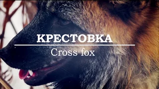 🐺 Окрасы лис. Крестовка/ Cross Fox