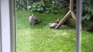 Collared Dove v Woodpigeon