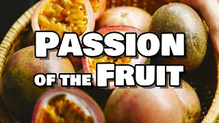 How We Made a Passion Fruit Mead with 101 Passion Fruits!