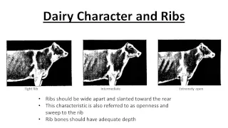 Dairy Judging