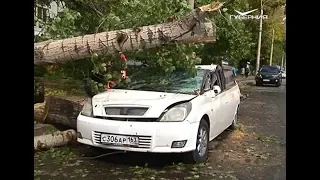 В Самаре огромное дерево рухнуло на машину с водителем