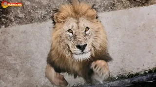 Мы в ШОКЕ! Львы вышли нам на встречу! Тайган. Lions life in Taigan.