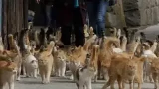 Japan's Cat Island - where the animals outnumber humans by six to one