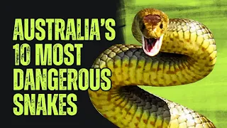 Australia’s 10 Most Dangerous Snakes