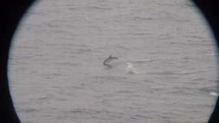 Common Dolphins in the Bay of Biscay