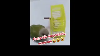 Попугай- мерзавец,  конечно!!