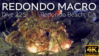 SCUBA Redondo Macro - Muck Diving, CA 2024 - 4k