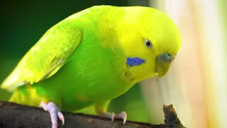 2 Hour of Happy budgie sounds