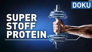 Superstoff Protein – macht Eiweiß schlank und fit? | Superstoffe | alles wissen | doku