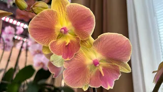 Реанимация Орхидей (результаты 4 пересадок) и немного красоты