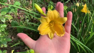 🌺ЛИЛЕЙНИК гибридный ‘Стелла де Оро’ ⭐️Обзор ✨Hemerocallis hybrid Stella de Oro