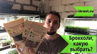 Микрозелень Брокколи Рааб/Рапини или Калабрезе. Технология проращивания микрозелени Брокколи