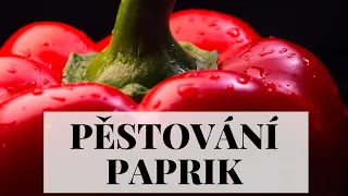 Pěstování paprik - ze semínka krok za krokem