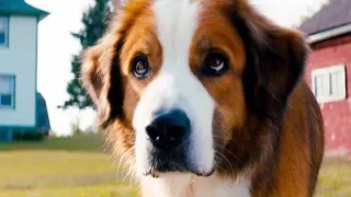 Собачья жизнь 2 2019  - Новый русский трейлер (семейный)