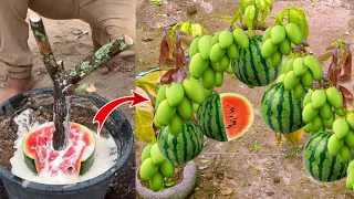 The technology of reproducing mango trees with watermelon fruit 100% successful for beginners