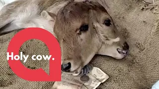 Cow gives birth to a rare calf with two HEADS | SWNS