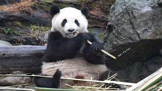 【大熊猫金嘟嘟】挑选一根满意的竹竿找个最舒服的位置开启吃播模式，掰竹竿的声音还挺大的