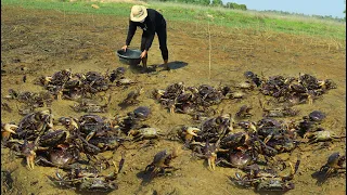 Wow amazing ! this morning a fisherman searching & found many field craps and catch it a lot