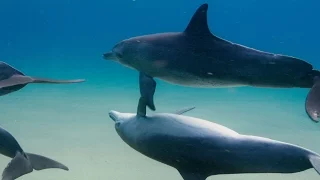 ‘Dolphins’ Disney Nature Trailer