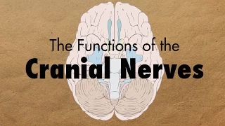 The Functions of the Cranial Nerves - MEDZCOOL