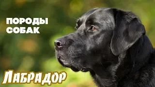 Породы собак. Лабрадор