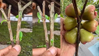 Try This Method 100% Success, Planting Rose Apple Trees with Grafting Techniques