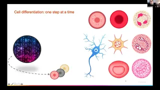 Rethinking biology: coding cells for health - Davide Danovi