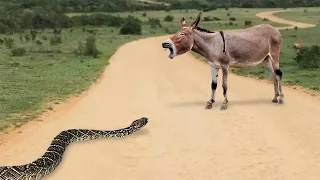¡Esta Serpiente Se Metió Con El Burro Equivocado!
