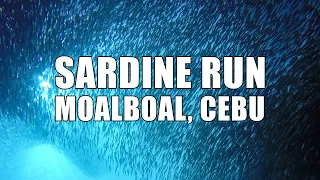 Diving with Millions of Sardines in Moalboal, Cebu, Philippines | MayenTV