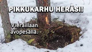 PIKKUKARHU LÄHTI LIIKKEELLE AVOPESÄSTÄ.