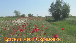 Красные маки в Охримовке.