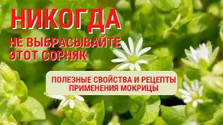 НЕ ВЫБРАСЫВАЙТЕ ЭТОТ СОРНЯК, ПОКА НЕ УЗНАЕТЕ! Мокрица польза и вред. ПОЛЕЗНЫЙ РЕЦЕПТ.