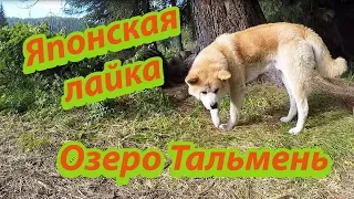 Хариусовка Озеро Тальмень в Горном Алтае Японская Лайка отбирает улов