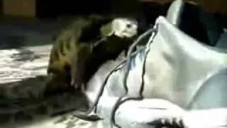 turtle humps shoe FUNNY REMIX