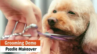 SIMPLE TOY POODLE MAKEOVER Grooming Demo | LEARN Some Tips Here | ASIAN CUTE DOGS