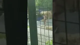 Hachiko ng pinas at Ang mga skaters ng saudi