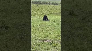 BABOON GRABS BABY GAZELLE #shorts #baboon