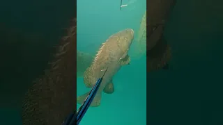 Monster 300kg grouper 😳😳 #fishing #spearfishing #adventure #crocodile