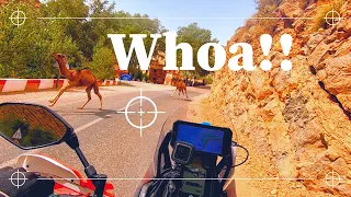 Playing Chicken with Camels!! ... and Dades Gorge. Morocco Solo ADV Motorcycle in the High Atlas