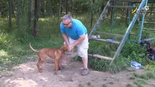 Три кита воспитательной дрессировки щенка