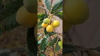 Loquats Starting to Ripen! - Growing Fruit Trees in Arizona