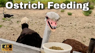 Feeding an OSTRICH: Up Close and Personal!