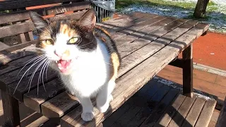 Calico cat meowing extremely loud to tell me something