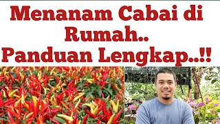 Cara Mudah Menanam Cabe di Rumah / Cara Menanam Cabai Agar Berbuah Lebat / Cara Praktis menanam Cabe